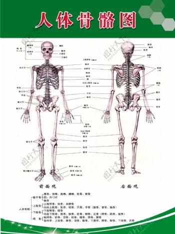 人体骨骼图海报