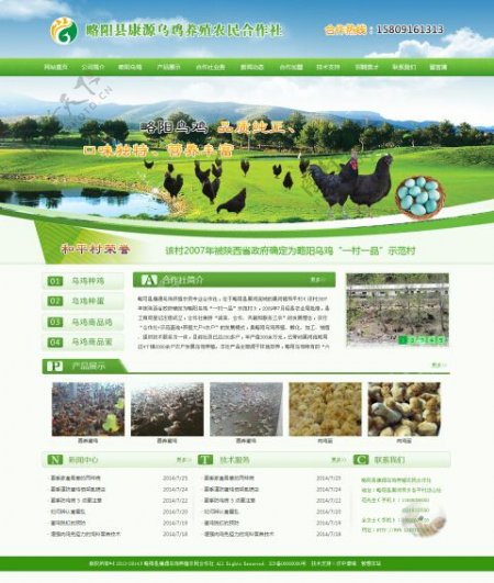乌鸡养殖合作社网页模板