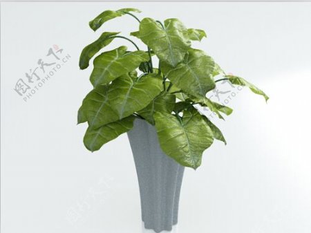 阔叶绿植盆栽3d模型下载