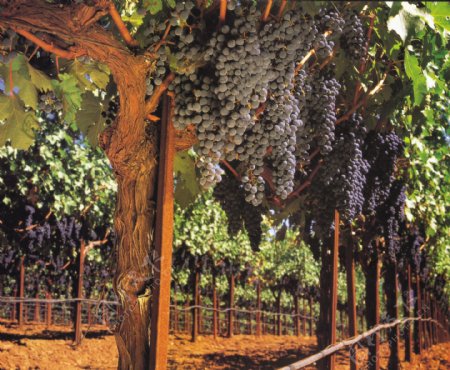 葡萄提子红酒葡萄园葡萄树图片