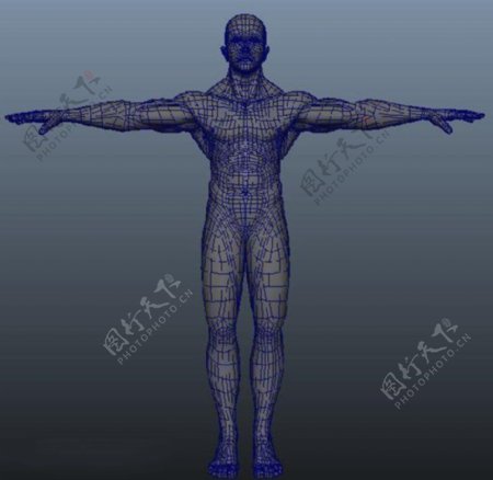 人体肌肉模型