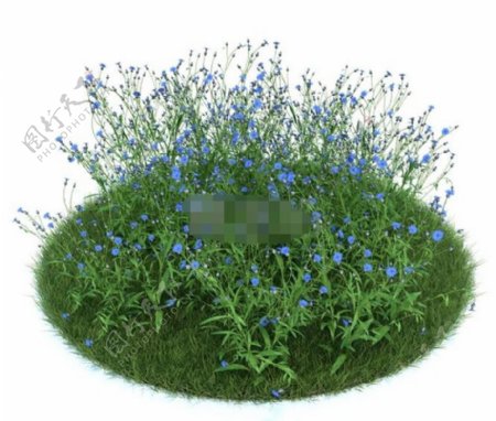 园林植物矢车菊3d模型下载