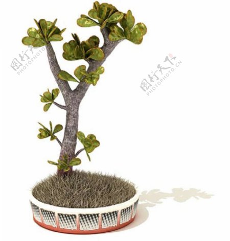 3D室内室外装修装饰植物盆栽模型