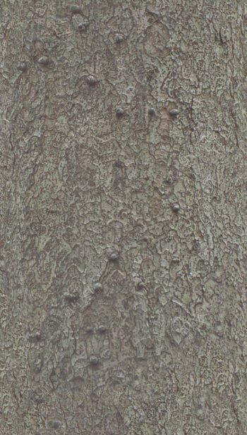 Zelkova榉木树