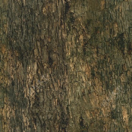 高精细七叶树Aesculusglabratree带贴图