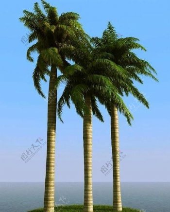 被风吹后的皇家棕榈树大王椰子树royalpalm02wind