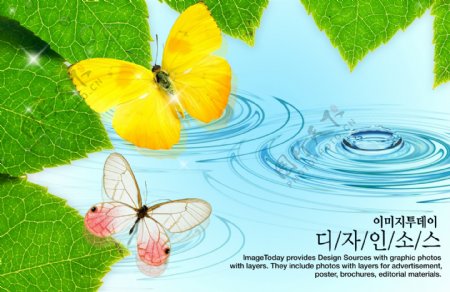 蝴蝶水晕素材图片