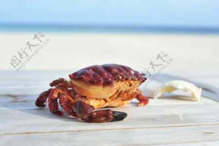 憨态可掬的红螃蟹图片