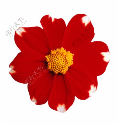 红色花朵素材