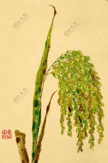 金黄色的稻穗背景图片