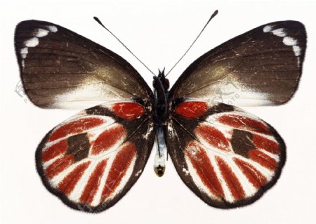 蝴蝶创作原始素材酒红色和棕色翅膀