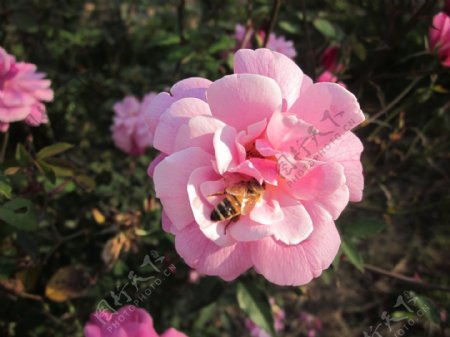 粉红色玫瑰和蜜蜂图片