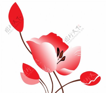 高清红色花朵墙贴图片
