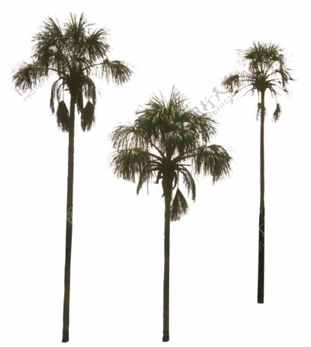 棕榈椰树素材二