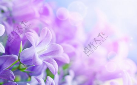 紫色阳光花朵梦幻