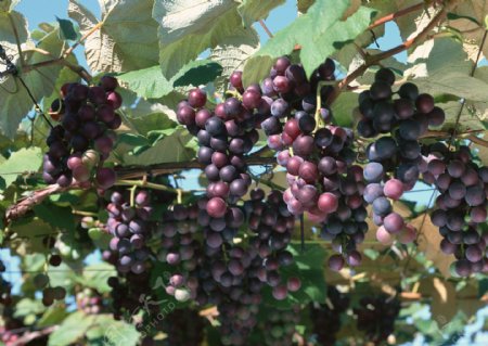 新疆特产紫葡萄供应葡萄酒的葡萄原料采摘园