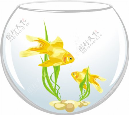 鱼缸里的金鱼