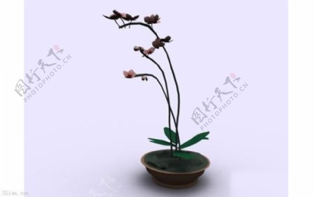 盆载植物3D模型