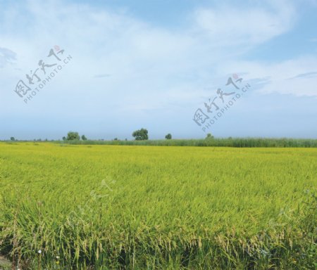 高清风景素材绿油油的稻田