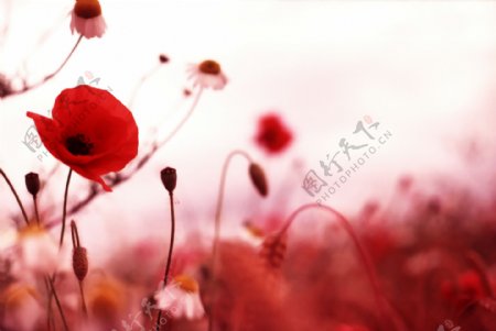 红色花朵花卉图片素材