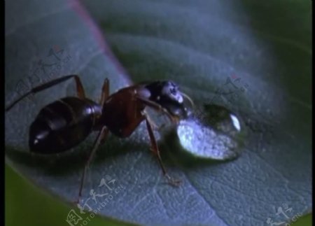 蚂蚁视频素材图片