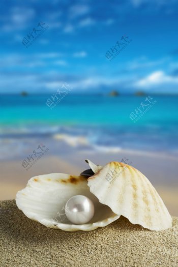 海洋生物珍珠
