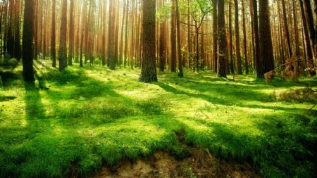 树林深处绿草如茵图片