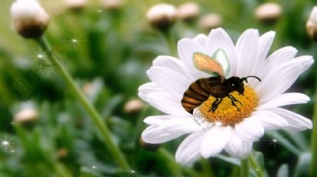 花朵蜜蜂视频素材下载