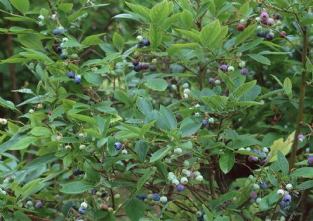蓝莓采摘园成长中的青蓝莓绿色新鲜蓝莓园