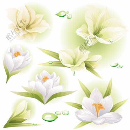 白花未分层图片