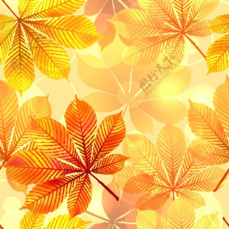 秋季金色树叶背景
