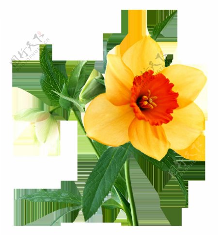 绿色植物黄色花朵抠图素材