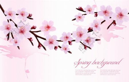 春天粉红色花朵背景矢量图形02