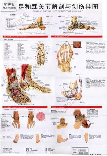 足和踝关节解剖图