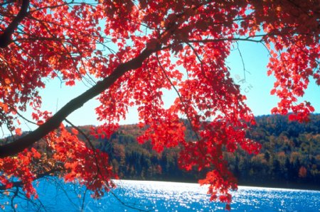 秋天秋季枯木落叶树叶树木枫树枫叶红叶树林风景风光广告素材大辞典