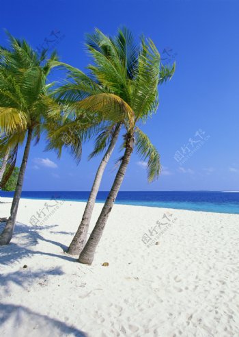 海边沙滩海滩悠闲度假椰树天空晴空蓝天