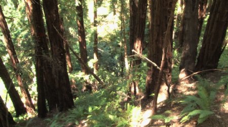 阳光明媚的红木森林自旋股票视频视频免费下载