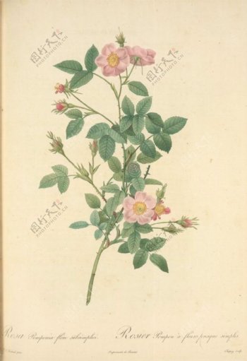 法国手绘复古油画花朵