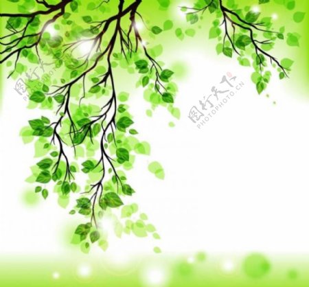 绿叶树枝图片