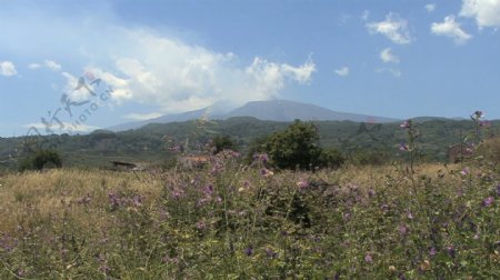 西西里岛的埃特纳火山和蓟股票视频视频免费下载