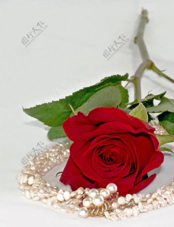 情人节的玫瑰和珍珠