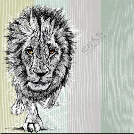 一个大的雄性非洲狮的草图