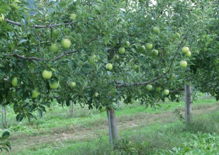 jpg收获季节瓜果苹果绿苹果苹果树