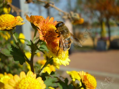 蜜蜂采花菊花图片