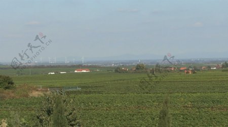 德国普法尔茨州葡萄园和风车股票视频视频免费下载