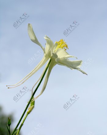 香水花卉提取香水瓶香精香味