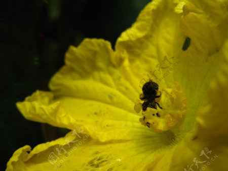 南瓜花上的昆虫图片