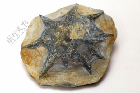 海星化石图片