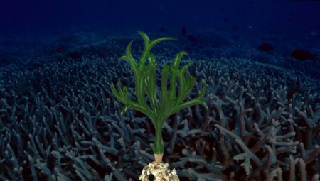 管状的海藻