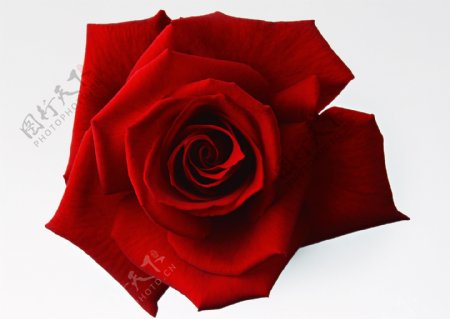 高清火红的玫瑰